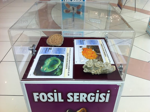MEB, Okullarda Evrim Karşıtlığı Propagandası Yapan "Fosil Sergileri"ne İzin Vererek Bilim Düşmanlarına Destek Olmayı Sürdürüyor!